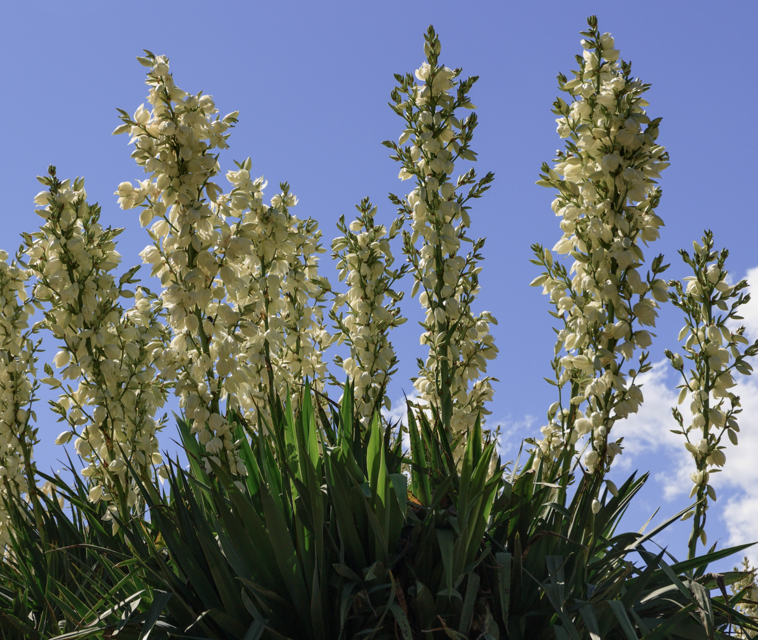 Soaptree Yucca