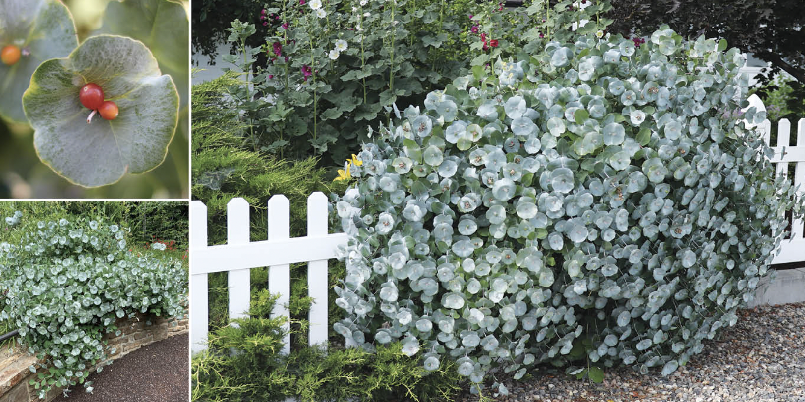 Kintzleys Ghost Honeysuckle