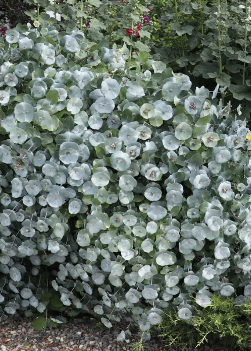 Kintzleys Ghost Honeysuckle