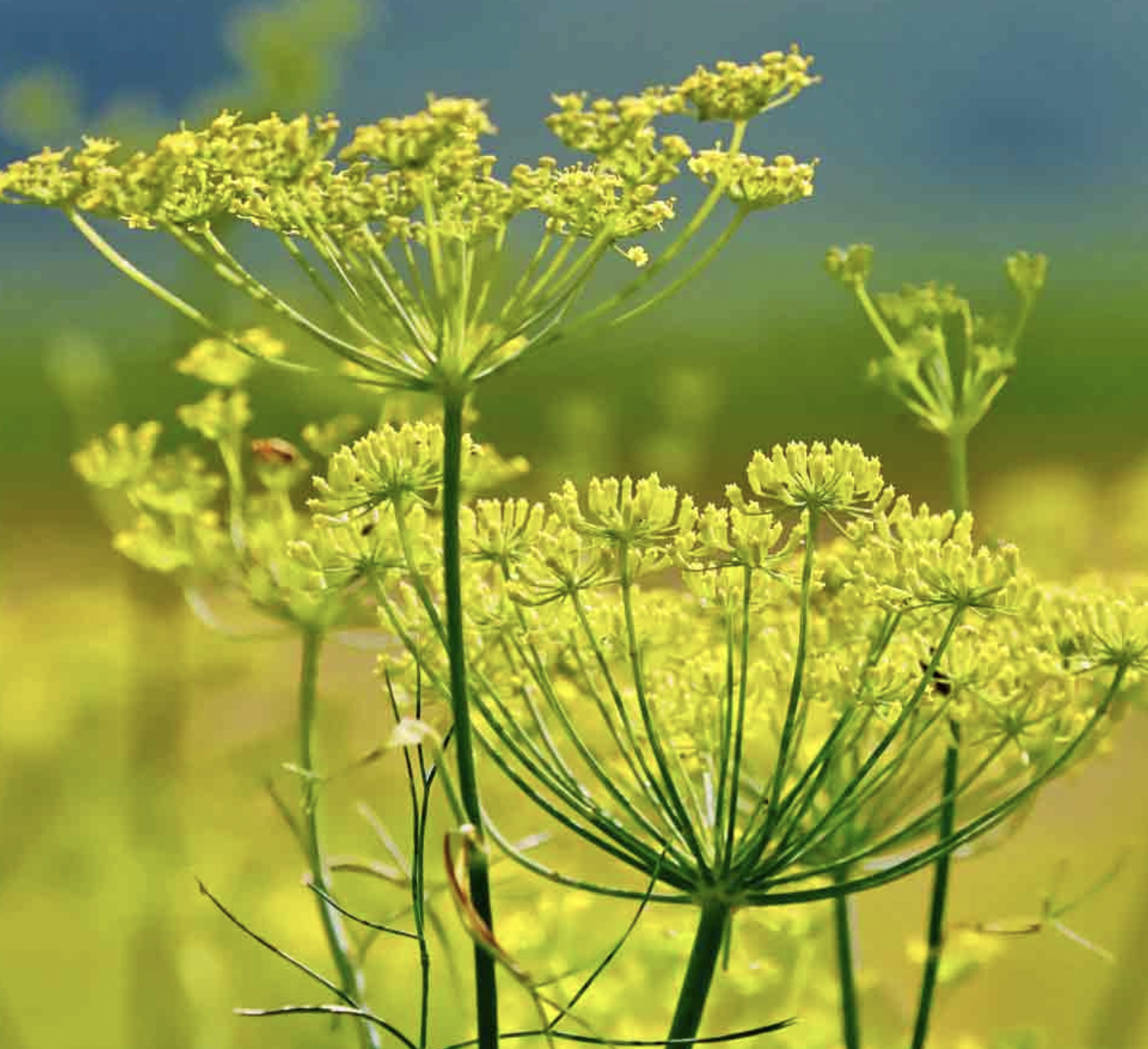 Fennel
