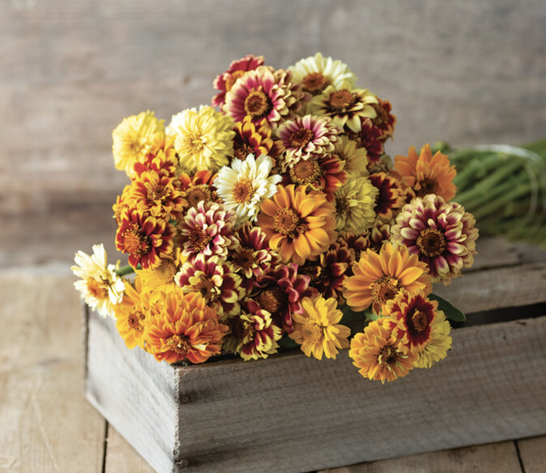 Persian Carpet Zinnia