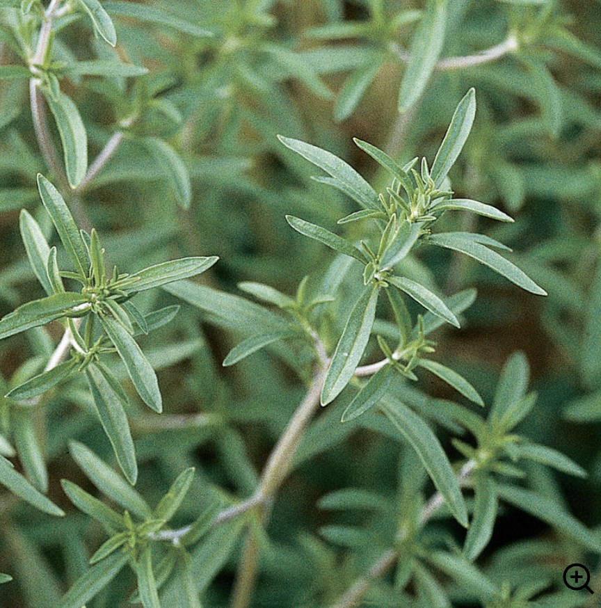 Summer Savory