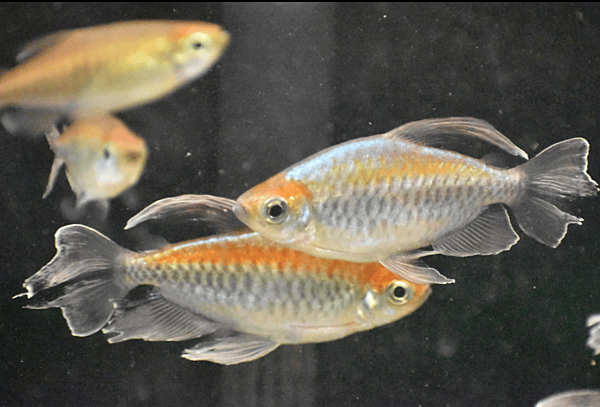 Congo Tetra S