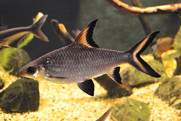 Bala Shark 4 in