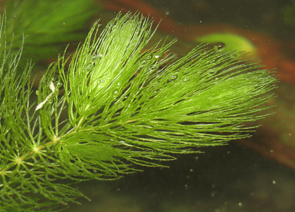 Hornwort - Bunch (no weights)