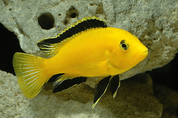 Lemon Yellow Labidochromis M