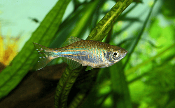 Giant Danio L
