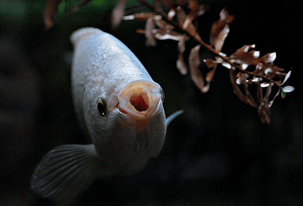 Pink Kissing Gourami M