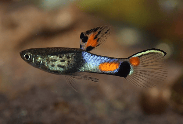 Endlers Asst Male
