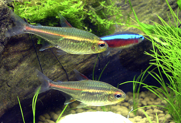 Glowlight Tetra M