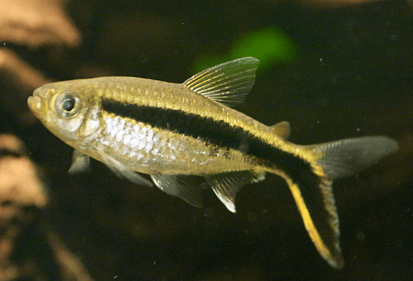 Penguin Tetra L