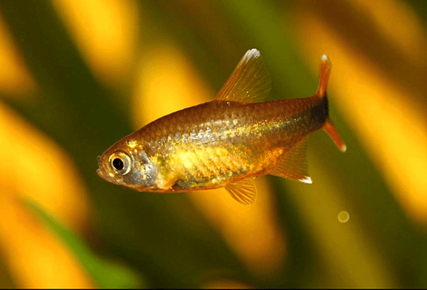 Silvertip Tetra M