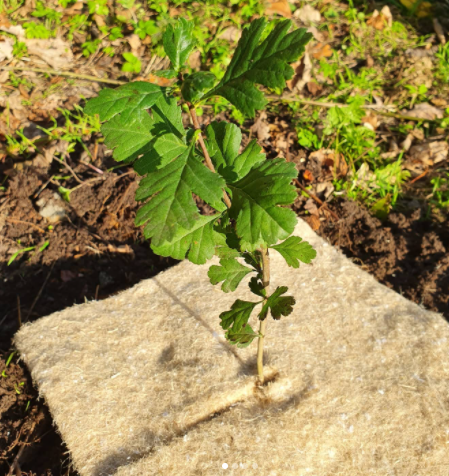 Terrafiber Tree Circle