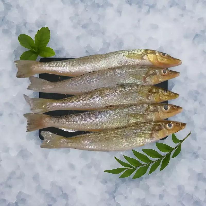 Lady Fish/ಕೇಣಿ