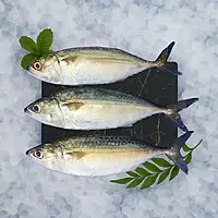 Mackerel/Ayala/Bangda