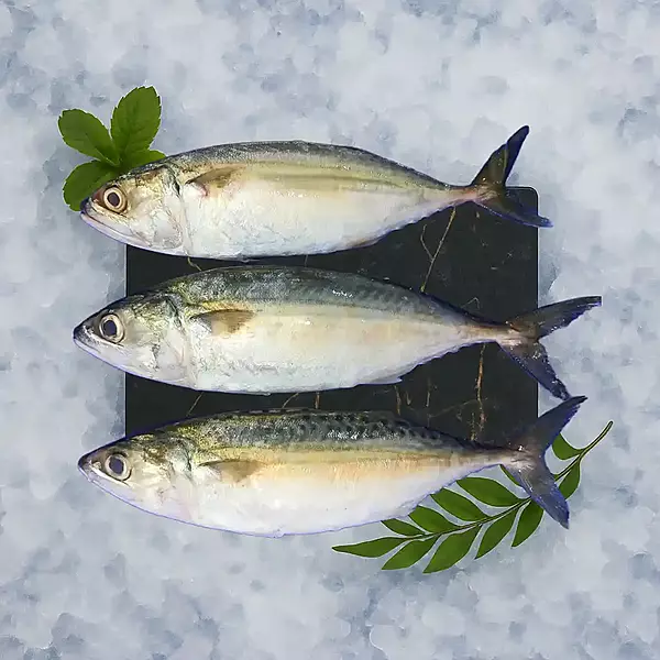 Mackerel/Ayala/Bangda
