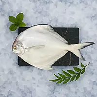 White Pomfret