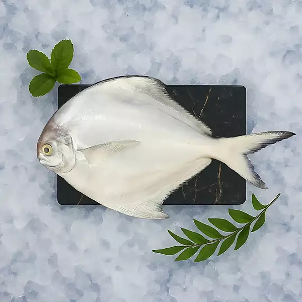 White Pomfret