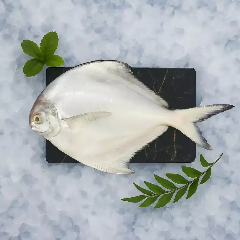 White Pomfret