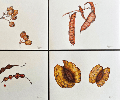 SEEDPODS by Louise SEEDPODS by Louise