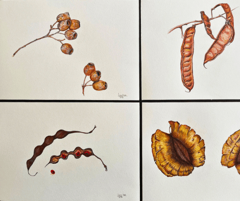 SEEDPODS by Louise SEEDPODS by Louise