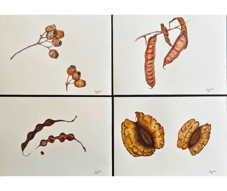 SEEDPODS by Louise SEEDPODS by Louise