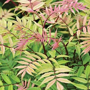 SEM FALSE SPIREA (SORBARIA SORBIFOLIA 'SEM')