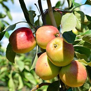 SEPTEMBER RUBY APPLE (MALUS X 'SEPTEMBER RUBY')