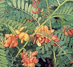 Siddhakathi (சித்தகத்தி)