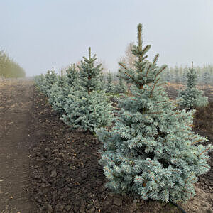 SESTER DWARF BLUE SPRUCE (PICEA PUNGENS 'SESTER DWARF')