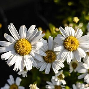 BECKY SHASTA DAISY (LEUCANTHEMUM SUPERBUM ‘BECKY’)