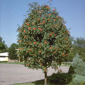 SHOWY MOUNTAIN ASH (SORBUS DECORA)