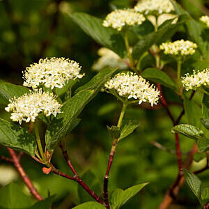 SIBERIAN DOGWOOD (CORNUS ALBA SIBIRICA)