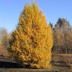 SIBERIAN LARCH (LARIX SIBIRICA)