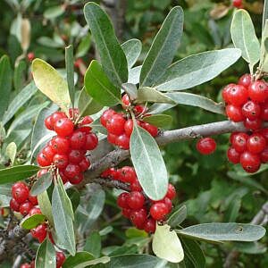 SILVER BUFFALOBERRY (SHEPERDIA ARGENTEA) SILVER BUFFALOBERRY (SHEPERDIA ARGENTEA)
