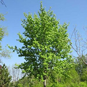 SILVER CLOUD MAPLE (ACER SACCHARINUM 'SILVER CLOUD')