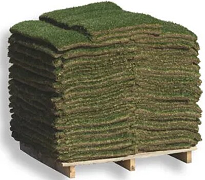 Zoysia Palisade