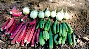 Sivakasi  Brinjal ( சிவகாசி கத்தரி )