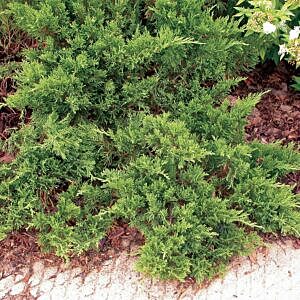 SKANDIA JUNIPER (JUNIPERUS SABINA 'SKANDIA')