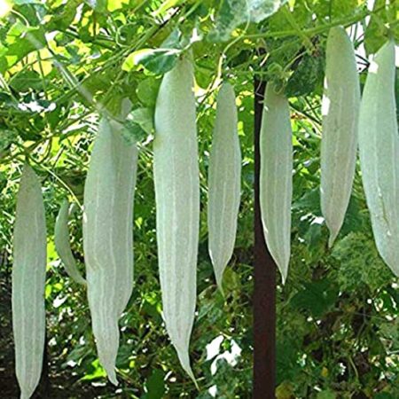 SNAKE GOURD - PUDALAI