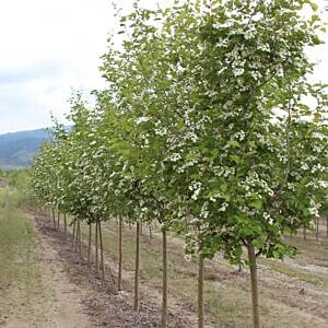 SNOWBIRD HAWTHORN (CRATAEGUS MORDENENSIS SNOWBIRD)