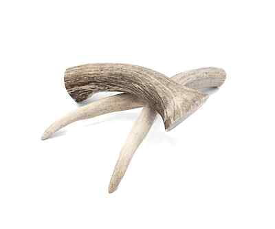Solid Deer Antler - Large