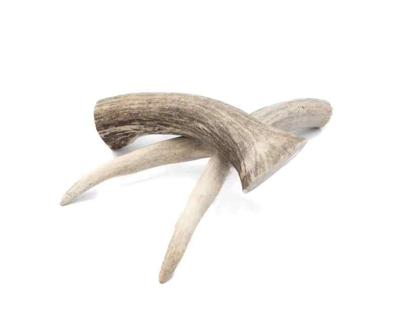 Solid Deer Antler - Large Solid Deer Antler - Large