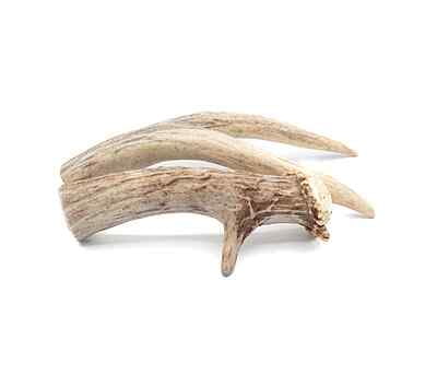 Solid Deer Antler - Medium
