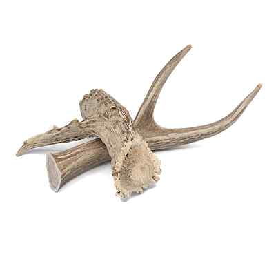 Solid Deer Antler - X-Large