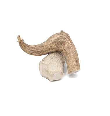 Solid Elk Antler - Medium Solid Elk Antler - Medium