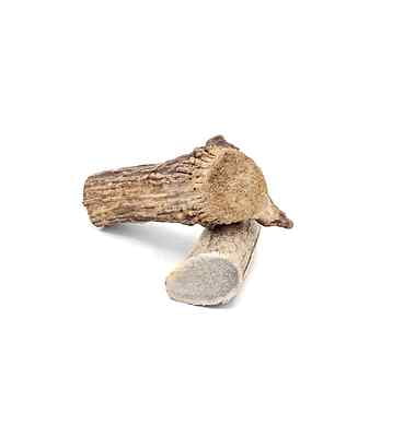 Solid Elk Antler - Small
