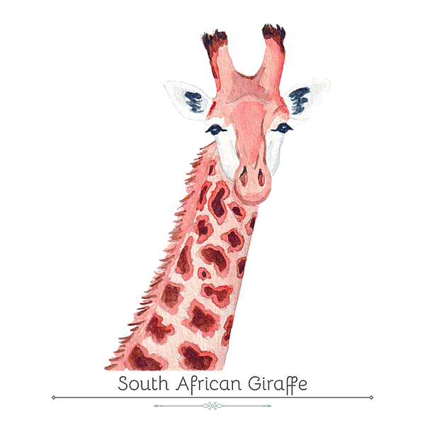 South African Giraffe Product Display Card
