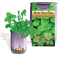 Spearmint Herbs Growing Kit