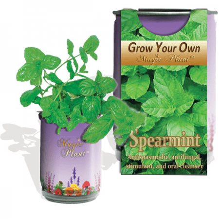 Spearmint Herbs Growing Kit